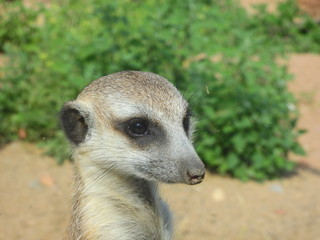 Meerkat face closeup portrait