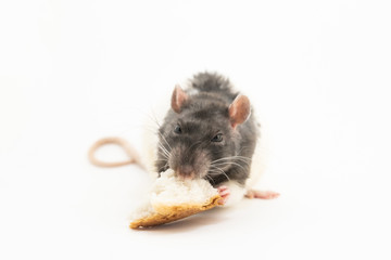 The black-and-white decorative rat, with an angry expression on his muzzle, eats a large piece of white bread, on a white background