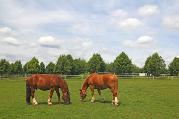 Naklejka na ściany i meble Horses grazing on the meadow