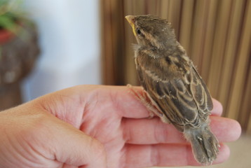 Spanish Sparrow Bird on Hand