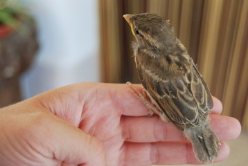 Spanish Sparrow Bird on Hand