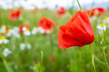 Close Up View of Beautiful Poppy Flowers