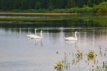 Wild white swans on the lake.