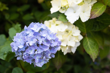 Purple Hydrangea macrophylla blossoming in Garden in Summer