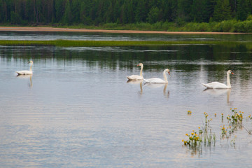 Wild white swans on the lake.