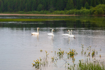 Naklejka na ściany i meble Wild white swans on the lake.