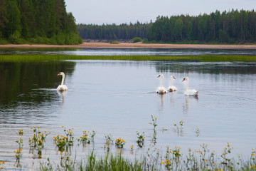 Wild white swans on the lake.