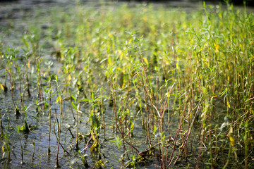water plants