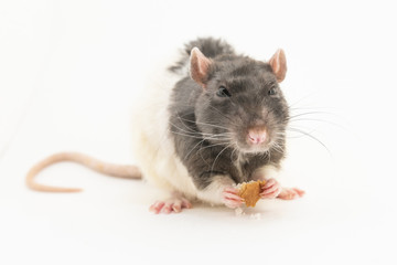 Black-and-white decorative rat, with a disgruntled expression on his muzzle, holds a piece of white bread, on a white background