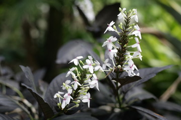 White Flower black leaves