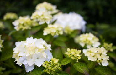 Purple Hydrangea macrophylla blossoming in garden in Summer