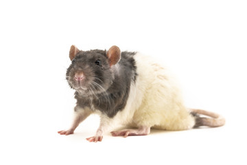 Black-and-white decorative rat slightly slotted after bathing, on a white background