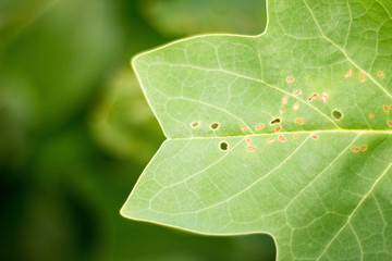 leaf