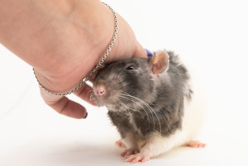 The black-and-white decorative rat squints with pleasure when it is stroked, against a white background