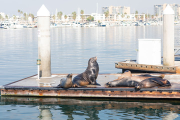 Sea lions and seals resting on a pier at Fisherman Village, Marina del Rey, California
