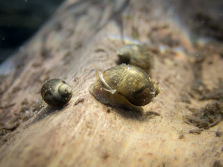Freshwater snails on surface of fallen tree underwater