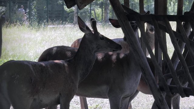 Hirsche im Park