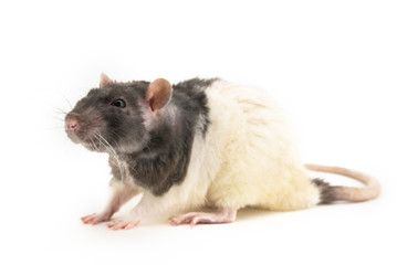 The black-and-white decorative rat sits, with slightly squinted eyes, on a white background
