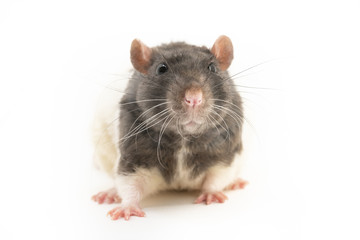 The black-and-white decorative rat sits and looks directly into the camera, against a white background