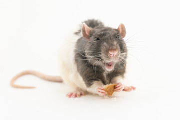Black-and-white decorative rat, with a contented expression on the muzzle, holds a piece of white bread, on a white background
