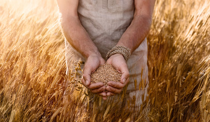 Close up of farmer's hands holding organic einkorn wheat seed on the field at the sunset  - obrazy, fototapety, plakaty