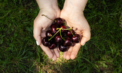 ripe sweet cherry in the hands of a girl on a background of green young grass