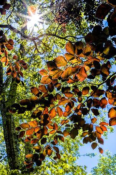 Tree Leaves Let The Sun Shine Through.