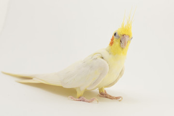 Portrait of yellow-white corella lutino, on a white background