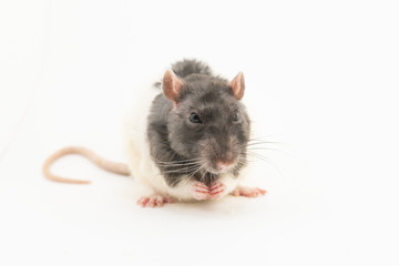 The black-and-white decorative rat sits, clutching its front legs, against a white background