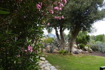 flowers in the garden