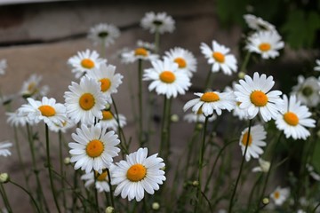 Fototapeta premium field of daisies