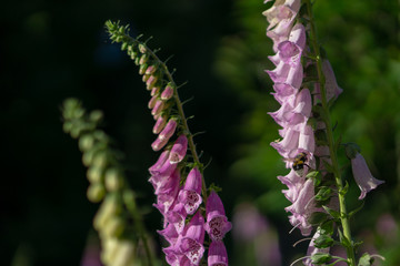 Bumblebee at a digitalis in the forrest