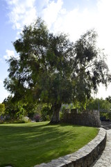 Big tree in the park