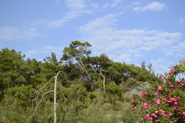 vineyard in southern france