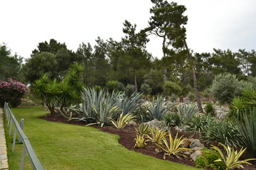 palm trees in the garden