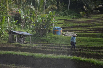 Balinesischer Reisfeldarbeiter