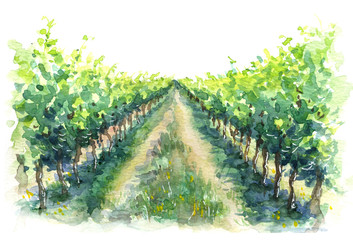 Rural Scene Fragment of Vineyard Watercolor Sketch