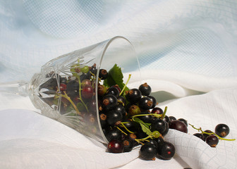 Ribes nigrum commonly The blackcurrant or black currant in a crystal glass on the white background, macro photography