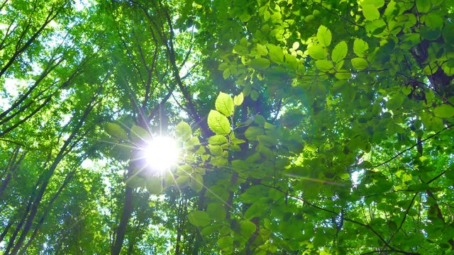 Green summer forest. The sun's rays shine through the branches of trees with green leaves. Clean ecology.