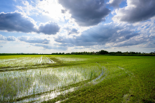 Rizi&egrave;re de Camargue