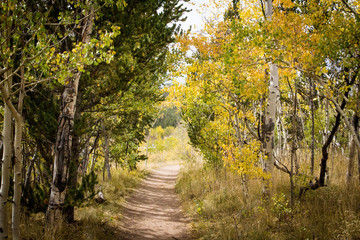 Fototapeta premium fall landscape