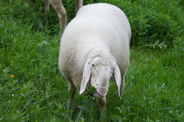 Schaf