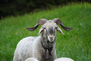 Schafbock