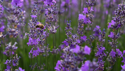 bee collects pollen from lavender flowers.Close up Bushes of lavender purple aromatic flowers at lavender field