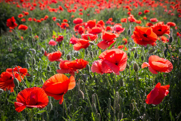 field of poppies in a rural landscape