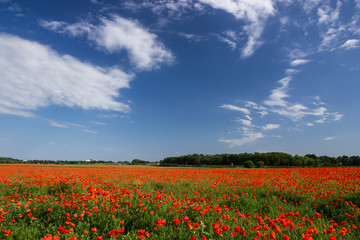 Obraz premium field of poppies in a rural landscape