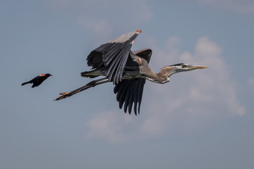 bird chasing heron