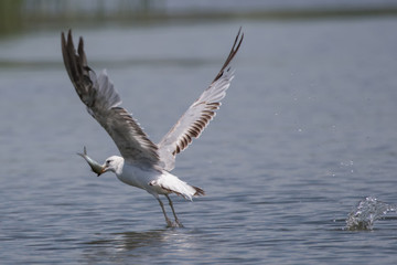 seagull in flight with fish