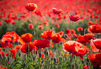 Obraz premium pole maków w wiejskim krajobrazie