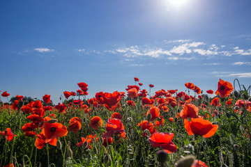 Obraz premium pole maków w wiejskim krajobrazie